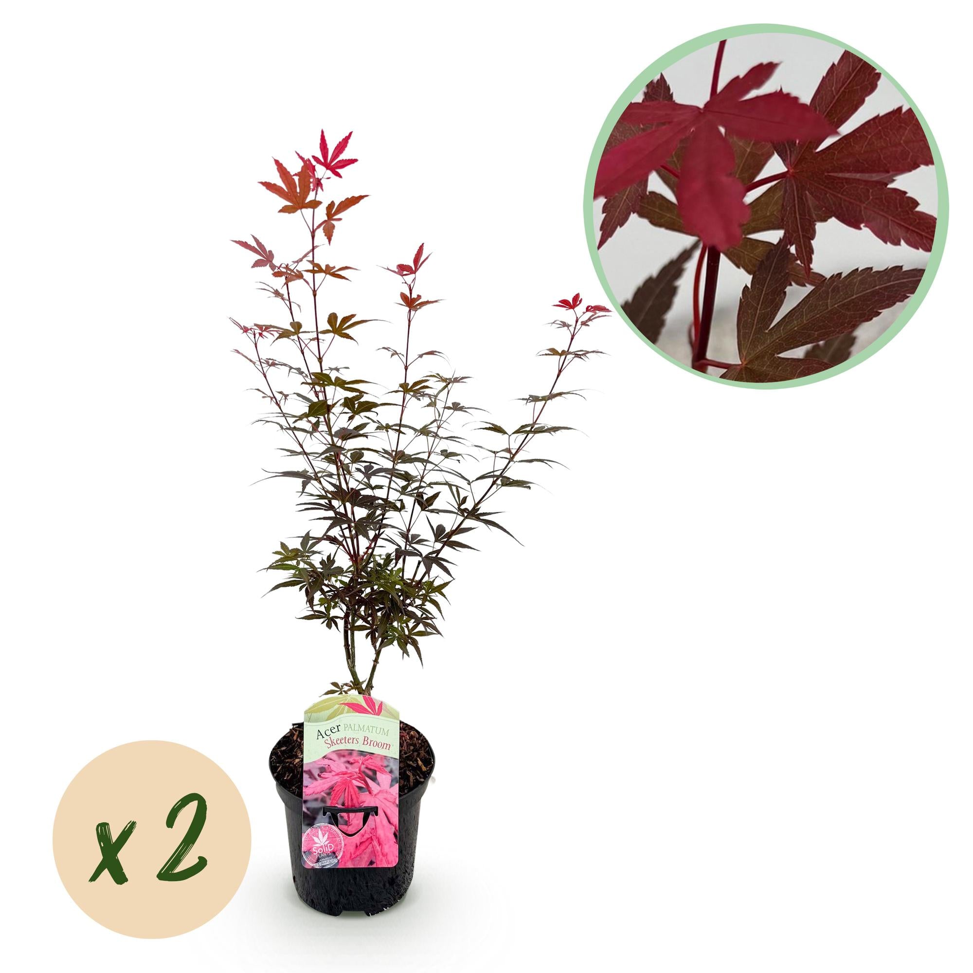 Terrasseplante – Japansk Løn 'Acer palmatum Skeeters Broom' – Lilla – 2 Planter – Løvfældende – Pot Ø19 cm – Højde 70 cm