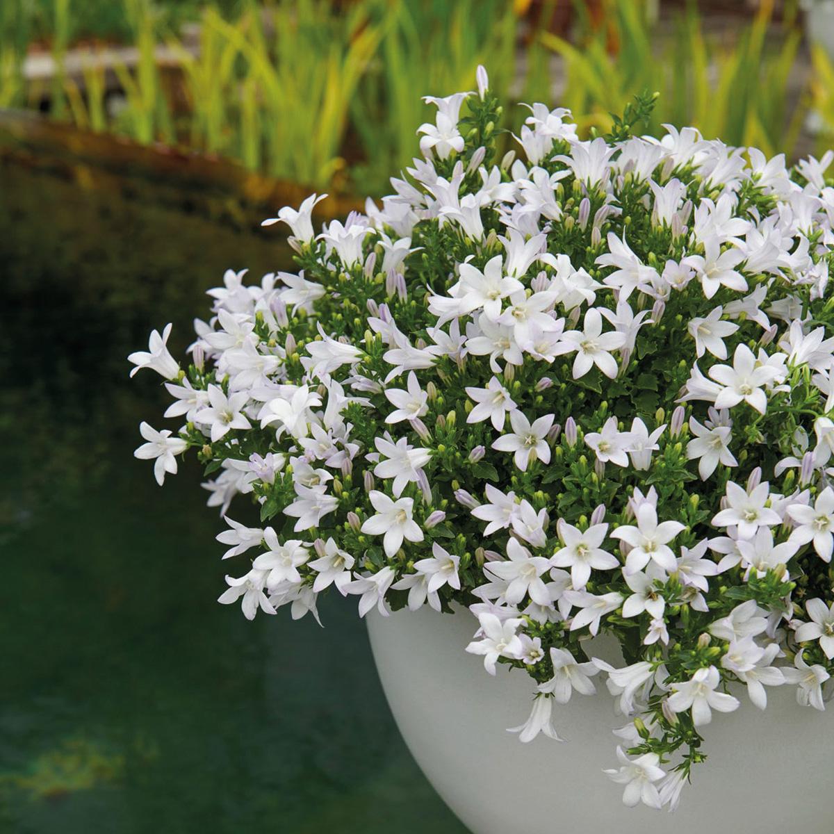 Campanula Addenda - Klokkeblomst hvid potte størrelse 12cm - 2m2 bunddække - 12 stk - Ambella hvid - haveplanter - vinterhårdfør