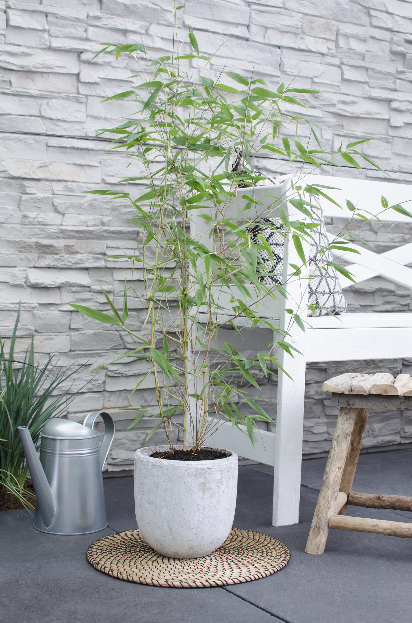 Phyllostachys 'Bissetii' - Green stem bamboo - Ø14cm - ↕40cm