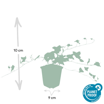 Hedera helix 'Glacier' 6x - ↕10-25cm - Ø9cm