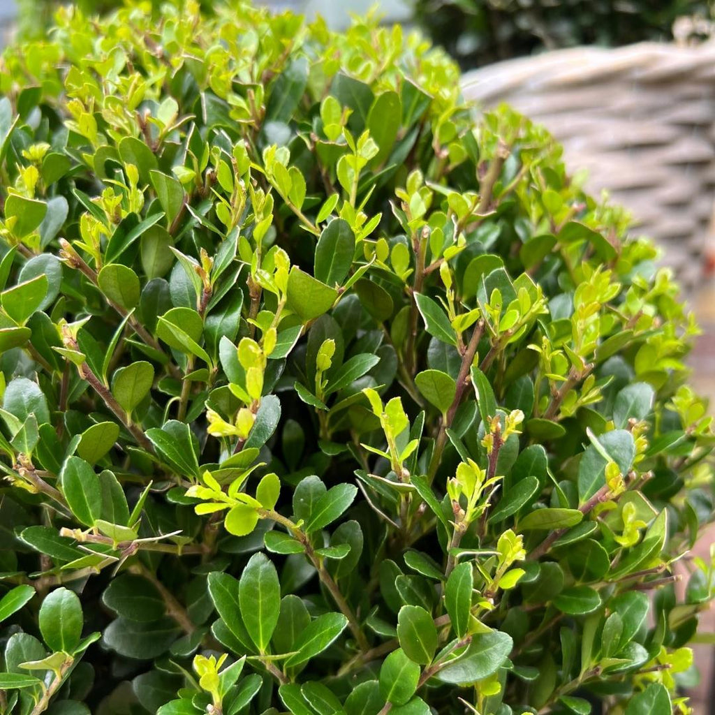 2x Ilex crenata 'Jenny' kugle XL | sæt med 2 stykker | 25 cm Ø