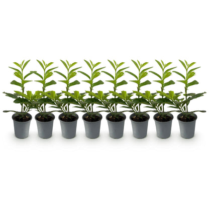 Hedge plant – Prunus laurocerasus Novita – 8 Plants – 1 Running Meter – Evergreen – Pot 9 cm – Height 30-35 cm