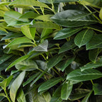 Hækplante – Prunus laurocerasus Novita – 8 Planter – 1 Løbende Meter – Stedsegrøn – Potte 9 cm – Højde 30-35 cm