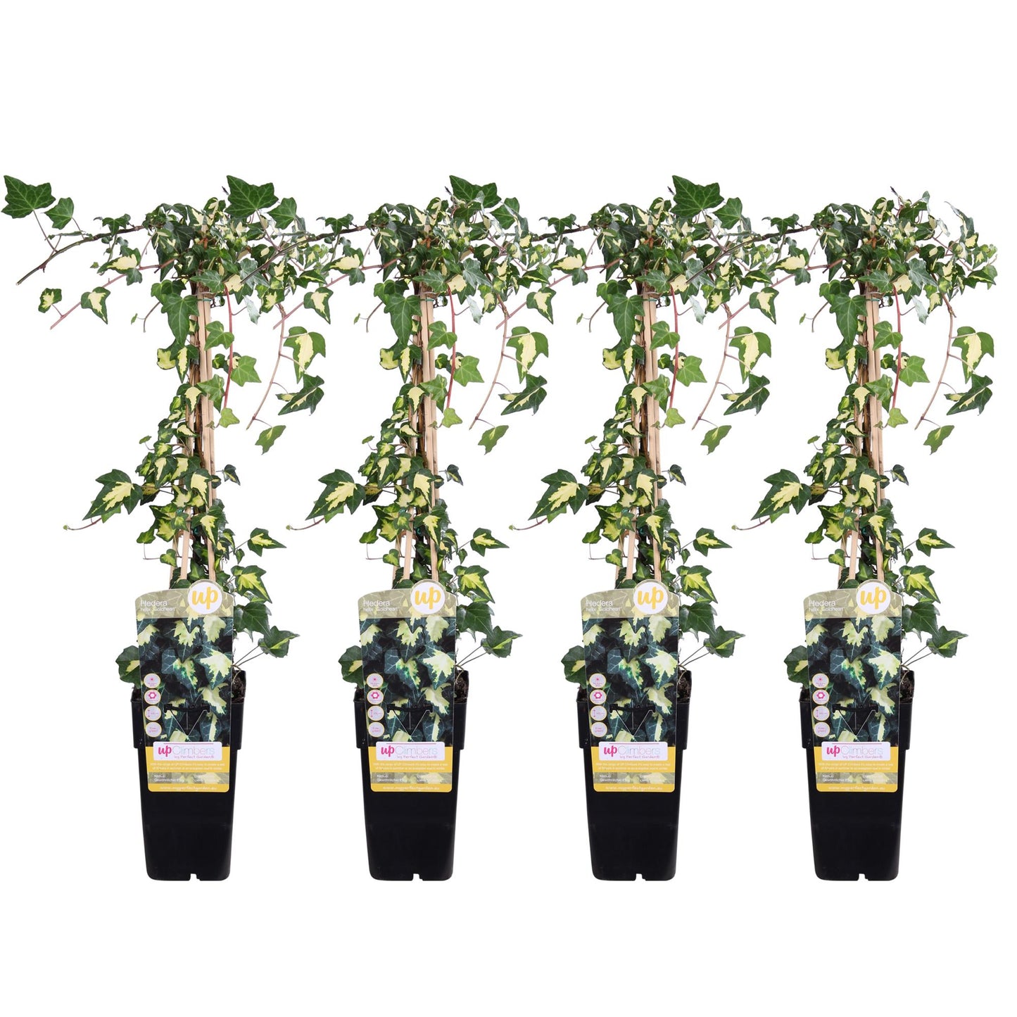 Hedera helix 'Goldheart' 4x - ↨65cm - Ø15