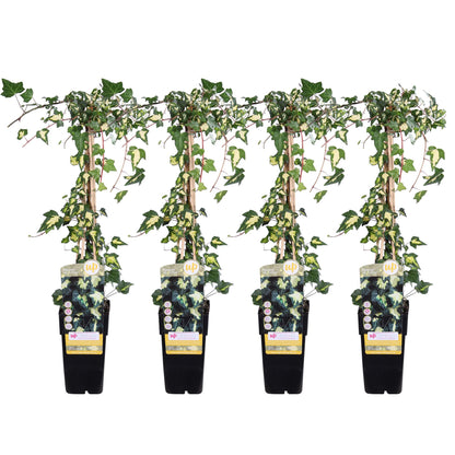 Hedera helix 'Goldheart' 4x - ↨65cm - Ø15