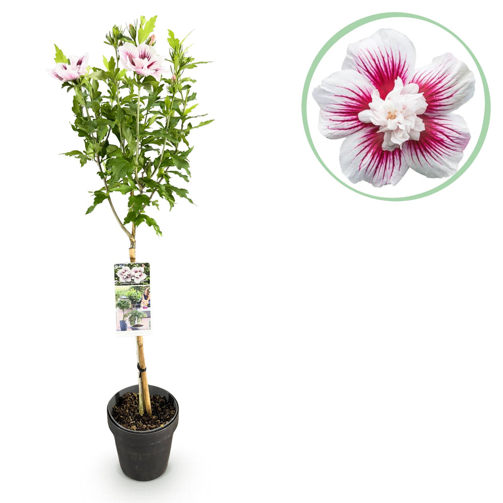 Tuinplante - Hibiscus Syriacus Starburst Chiffon® - Plante På Stamme - Terrasseplante - Løvfældende - Let Vedligehold - Potte 19cm - Højde 90cm