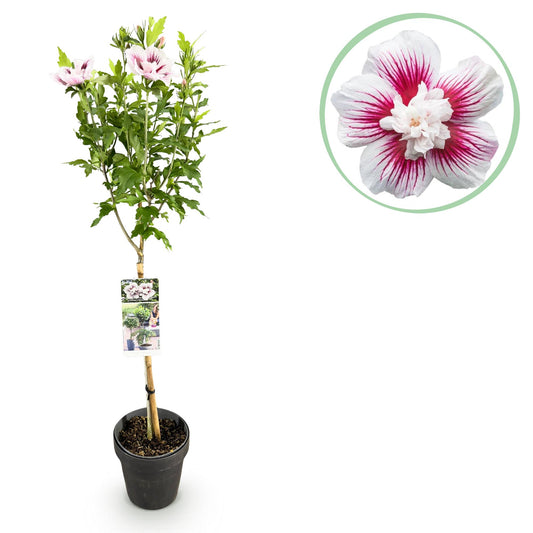 Trädgårdsväxt - Hibiscus Syriacus Starburst Chiffon® - Stjälkväxt - Uteplatsväxt - Lövfällande - Lättskött - Kruka 19 cm - Höjd 90 cm