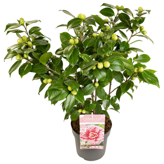 Camellia japonica Bonomiana - Ø29cm - ↕90cm - Ø19 - ↨65cm