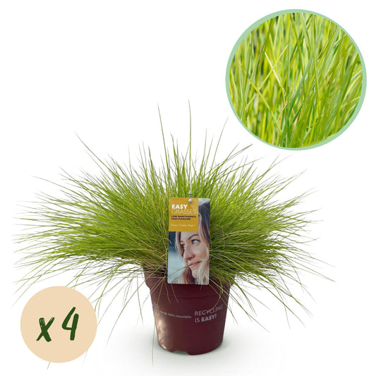 Sivgræs - Festuca glauca Golden Toupee - Gul - 4 Planter - Bladholdende - Let Vedligeholdelse - Potte 17cm Højde 50cm
