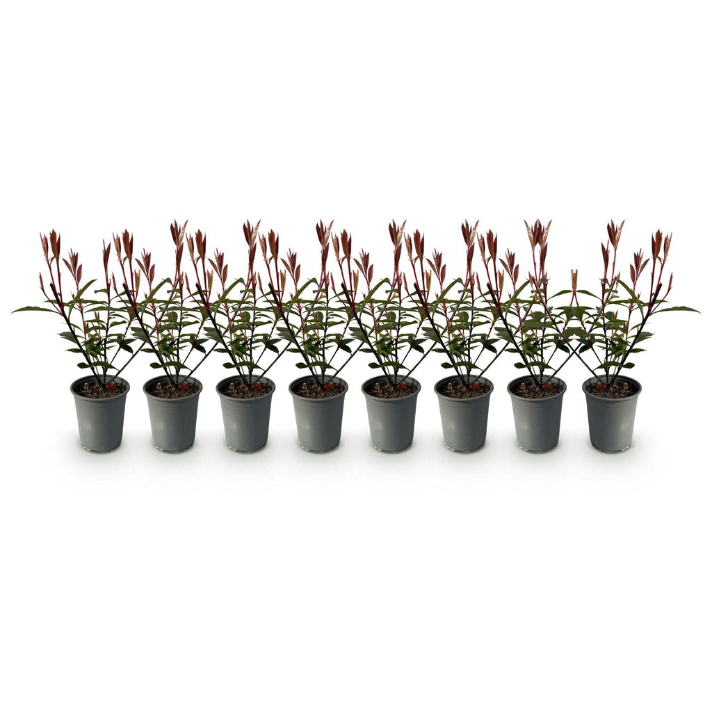 Hækplanter – Photinia fraseri 'Carré Rouge' – Grønne Blade – 8 Planter – 1 Meter Lang Hæk – Stedsegrøn – Potte 9cm Højde 30-35cm