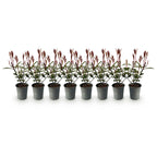 Hækplanter – Photinia fraseri 'Carré Rouge' – Grønne Blade – 8 Planter – 1 Meter Lang Hæk – Stedsegrøn – Potte 9cm Højde 30-35cm