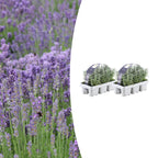2x 6 pack Lavendel angustifolia - Ø7 cm - ↕15 cm