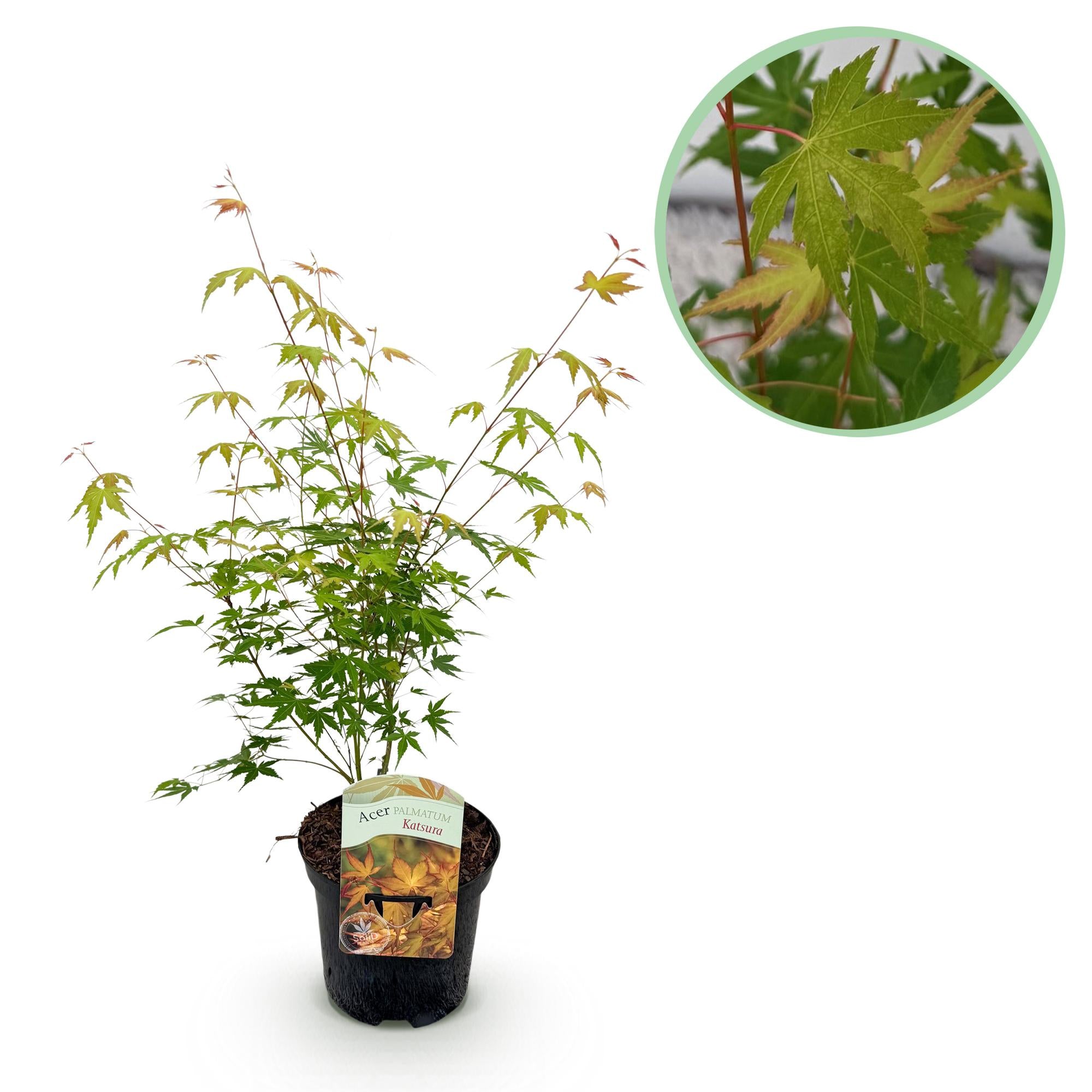 Terrasseplante – Japansk Løn 'Acer palmatum Katsura' – Orange – 1 Plante – Løvfældende – Pot Ø19 cm – Højde 70 cm
