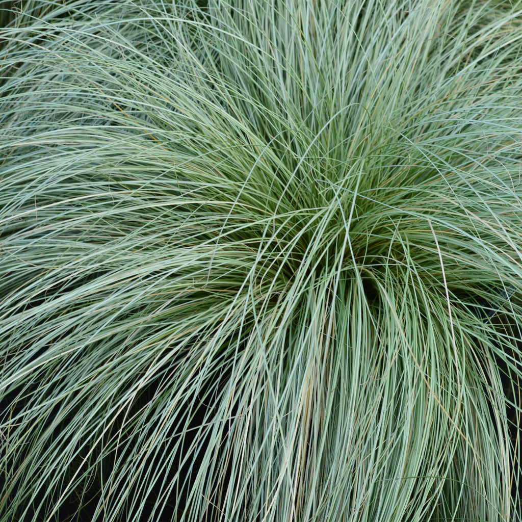 Siergræs - Carex comans Frosted Curls - Grøn - 4 Planter - Bladholdende - Let Vedligeholdelse - Potte 17cm Højde 50cm