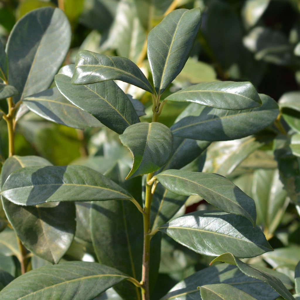 Prunus laurocerasus 'Rotundifolia' – 6 stk. stedsegrønne hækplanter – Dækker 1 meter – Højde 50 cm – Pot Ø17 cm