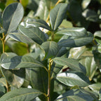 Prunus laurocerasus 'Rotundifolia' – 6 stk. stedsegrønne hækplanter – Dækker 1 meter – Højde 50 cm – Pot Ø17 cm