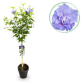Tuinplante - Hibiscus Syriacus Blue Chiffon® - Plante På Stamme - Terrasseplante - Løvfældende - Let Vedligehold - Potte 19cm - Højde 90cm