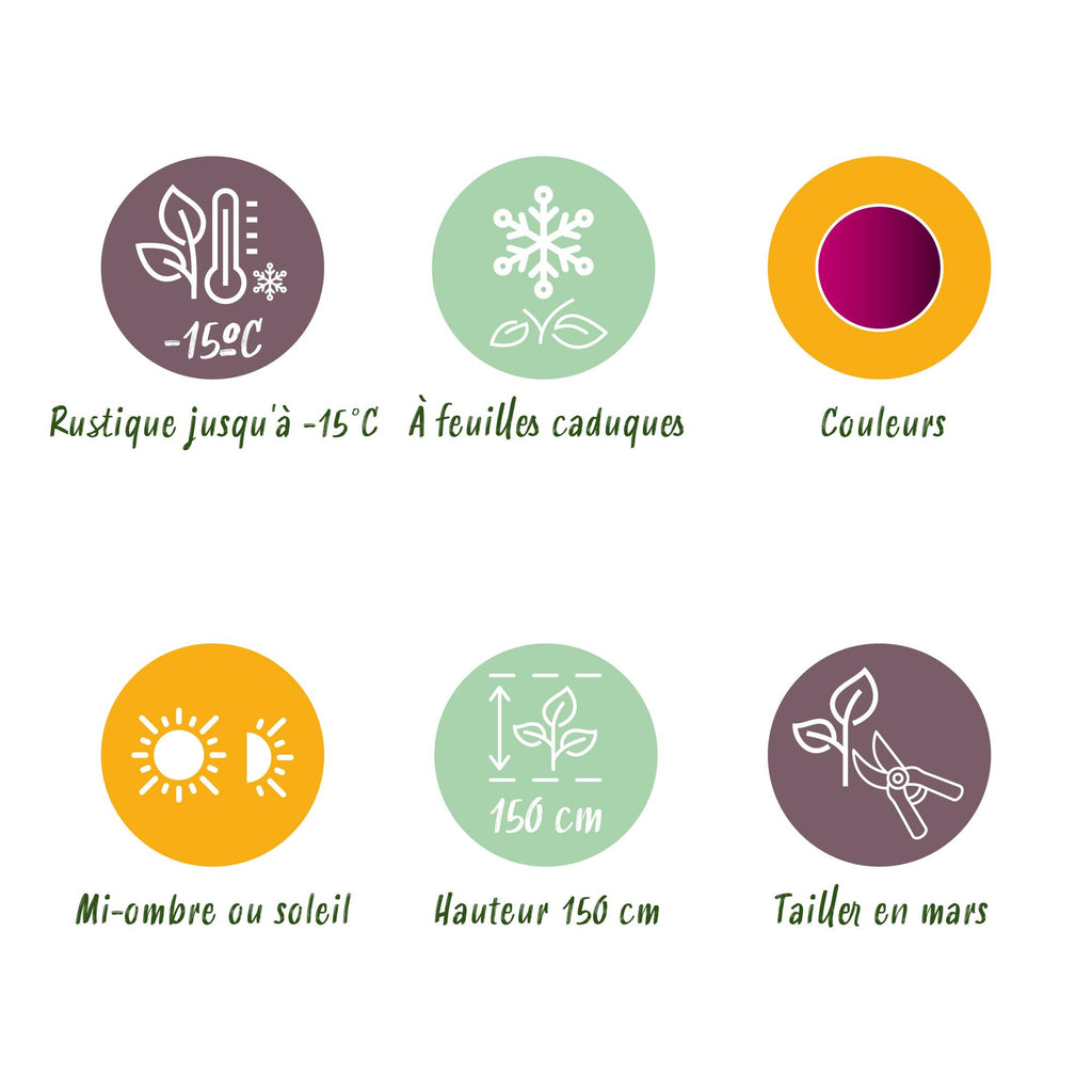 Terrasseplante – Japansk Løn 'Acer palmatum Skeeters Broom' – Lilla – 2 Planter – Løvfældende – Pot Ø19 cm – Højde 70 cm