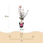 Terrasseplante – Japansk Løn 'Acer palmatum Skeeters Broom' – Lilla – 2 Planter – Løvfældende – Pot Ø19 cm – Højde 70 cm