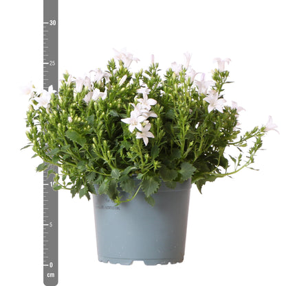 Campanula Addenda - Klokkeblomst hvid potte størrelse 12cm - 2m2 bunddække - 12 stk - Ambella hvid - haveplanter - vinterhårdfør