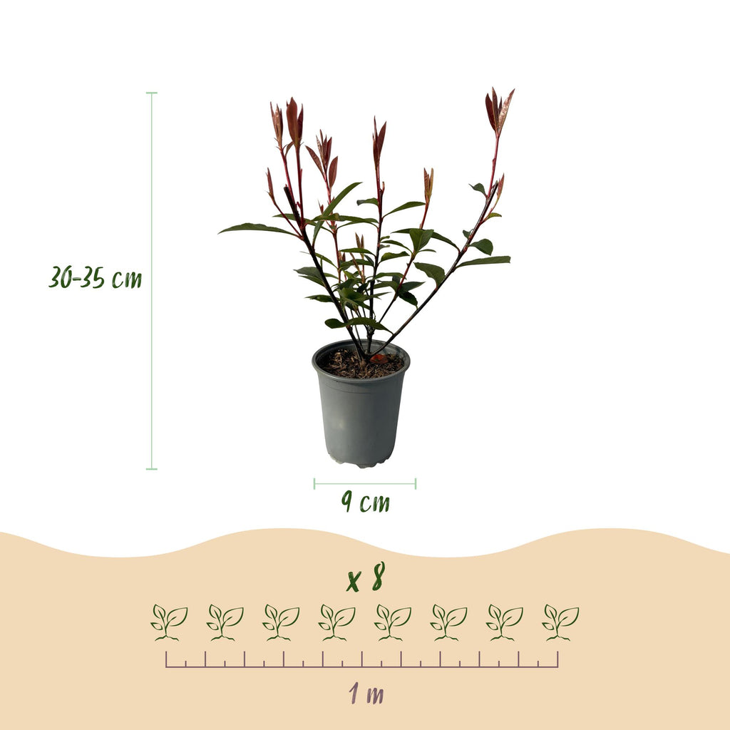 Hækplanter – Photinia fraseri 'Carré Rouge' – Grønne Blade – 8 Planter – 1 Meter Lang Hæk – Stedsegrøn – Potte 9cm Højde 30-35cm