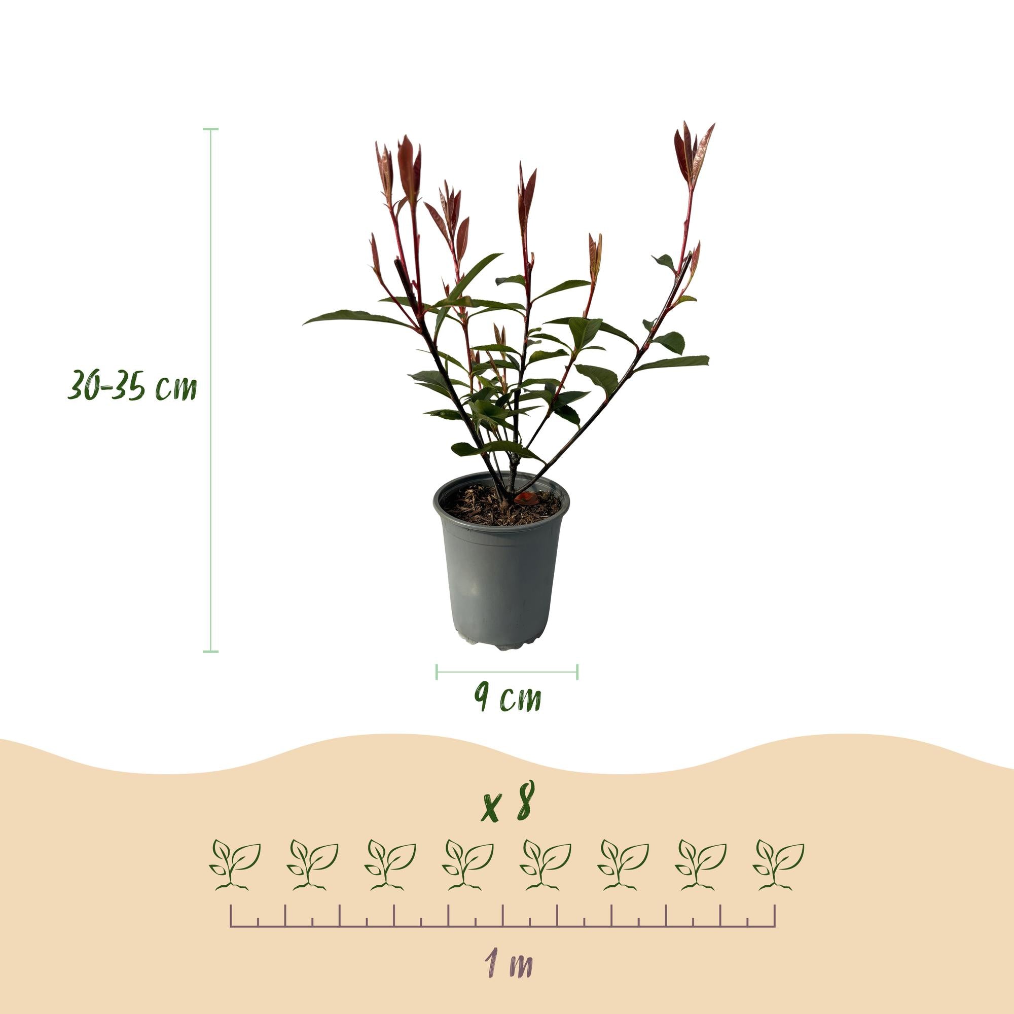Hækplanter – Photinia fraseri 'Carré Rouge' – Grønne Blade – 8 Planter – 1 Meter Lang Hæk – Stedsegrøn – Potte 9cm Højde 30-35cm