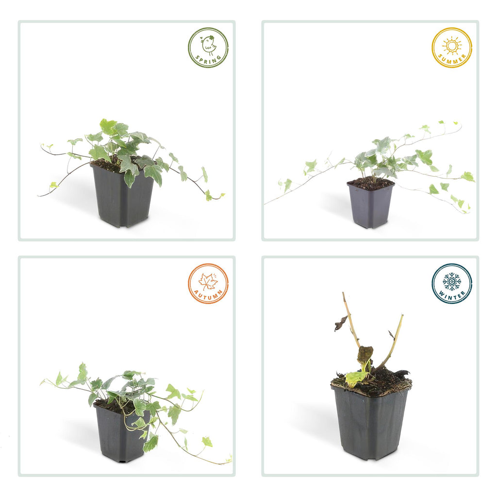 Hedera helix 'Glacier' 20x - ↕10-25cm - Ø9cm