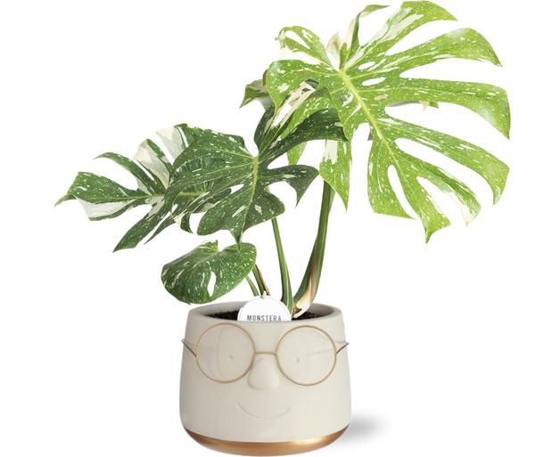 Monstera Thai Constellation i Potte Bril D16x11,5cm - Guld