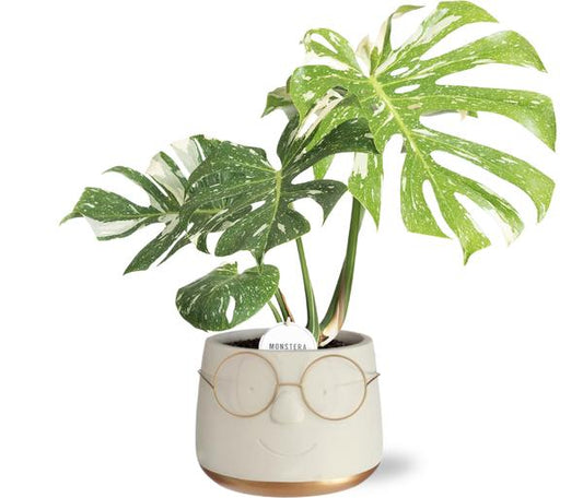 Monstera Thai Constellation i Potte Bril D16x11,5cm - Guld