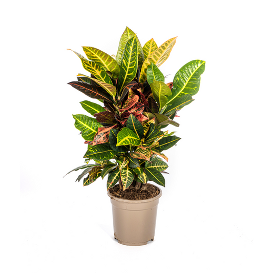 Codiaeum 'Croton' Petra Ø17cm - ↕50cm