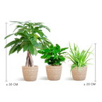 Pet-friendly Plant Box - Small - with Sofia Natural Basket - Ø12