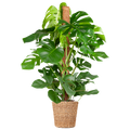 Monstera Deliciosa XL with Torun basket - 120cm - Ø24