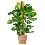 Monstera Deliciosa XL with Torun basket - 120cm - Ø24