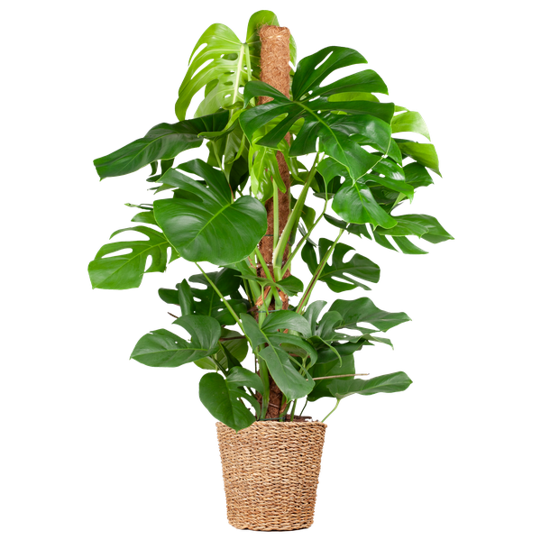 Monstera Deliciosa XL with Torun basket - 120cm - Ø24