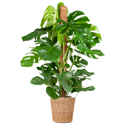 Monstera Deliciosa XL with Torun basket - 120cm - Ø24