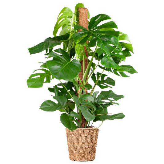 Monstera Deliciosa XL with Torun basket - 120cm - Ø24