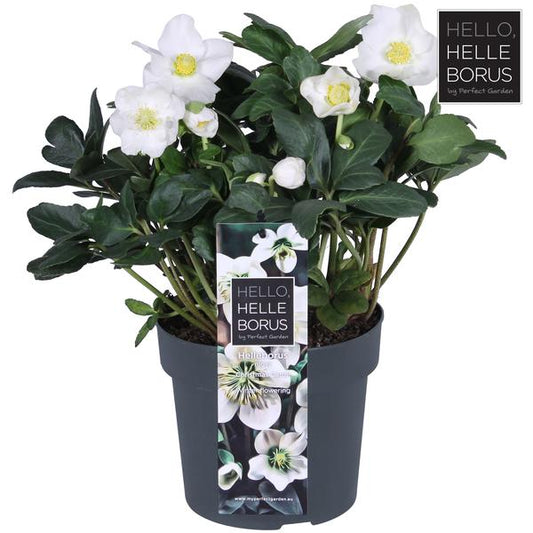 Helleborus Niger 'Christmas Carol Early' XL - Ø17 cm - ↕30 cm