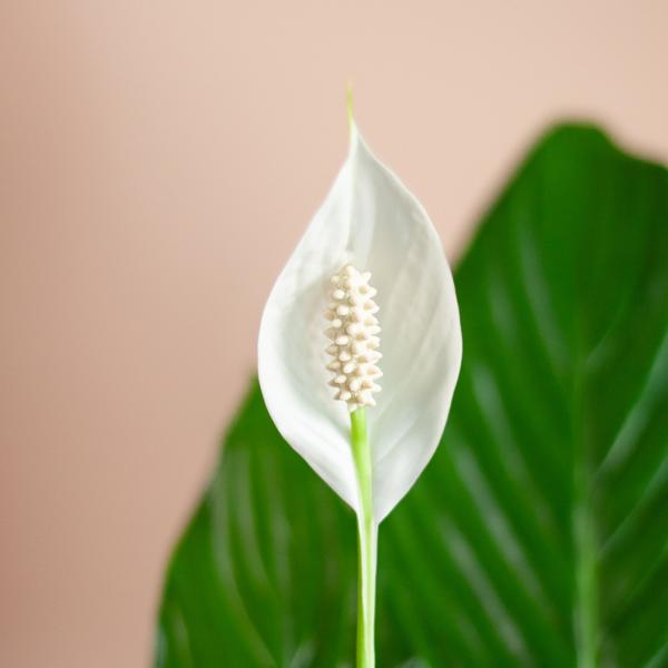 Spathiphyllum with Sofia Natural Basket - 80cm - Ø21