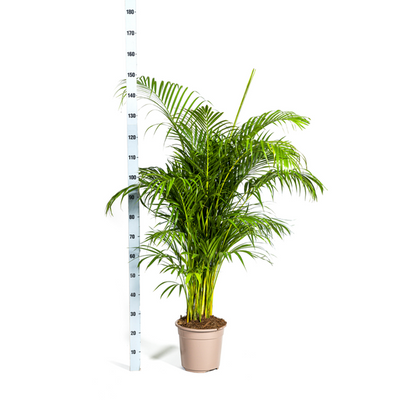 Dypsis lutescens Ø27cm - ↕180cm