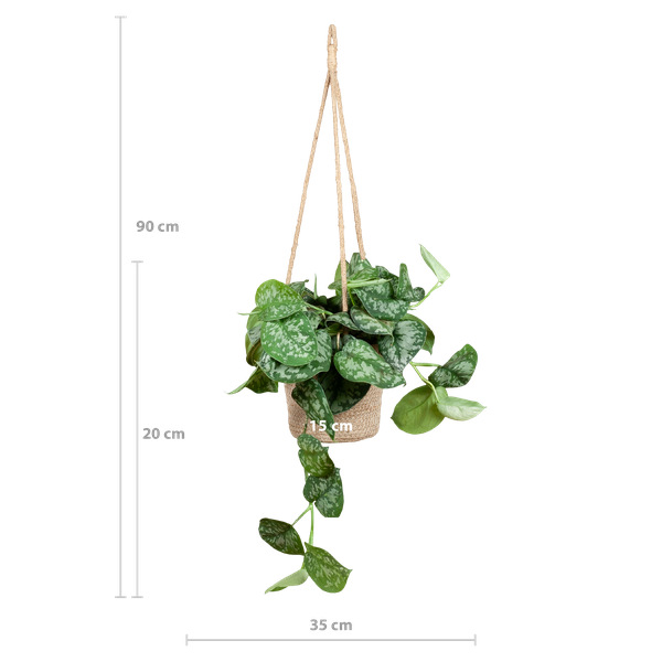 Scindapsus Pictus Argyraeus - Sølvrank - 25cm - Ø16