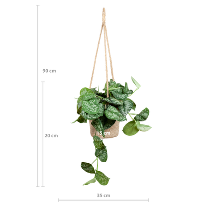 Scindapsus Pictus Argyraeus - Sølvrank - 25cm - Ø16