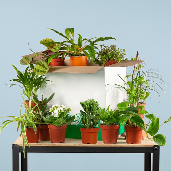 Rescue Plant Box (12 pieces)