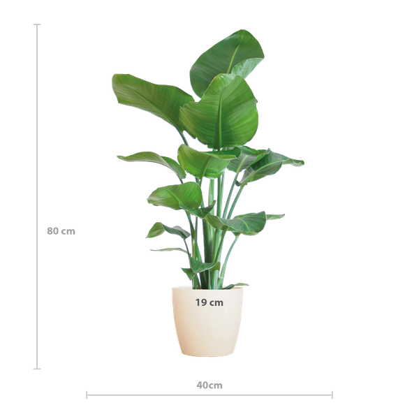 Strelitzia Nicolai - Paradisfuglplante - 80 cm - Ø21 cm