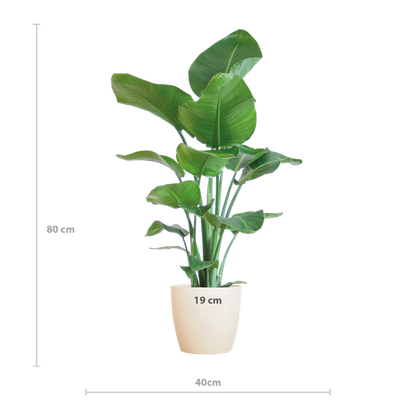 Strelitzia Nicolai - Paradisfuglplante - 80 cm - Ø21 cm