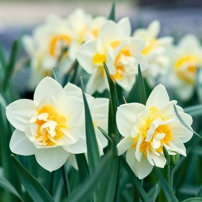 Flowerbulbs Amsterdam - Super Lasting Wild Mix - Bæredygtig fordelspose, 100 blomsterløg til 2,5 m² blomstrende pragt