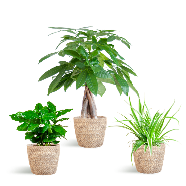 Pet-friendly Plant Box - Small - with Sofia Natural Basket - Ø12