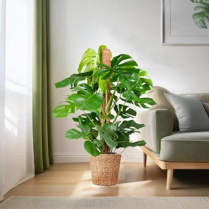 Monstera Deliciosa XL with Torun basket - 120cm - Ø24