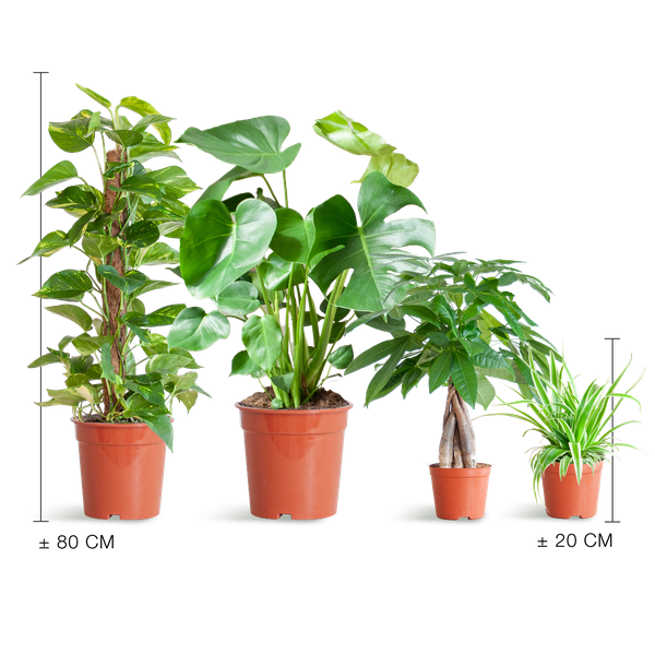 Easy Care Plant Box - Medium - Without Decorative Pots