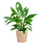Spathiphyllum with Sofia Natural Basket - 80cm - Ø21