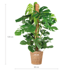Monstera Deliciosa XL with Torun basket - 120cm - Ø24